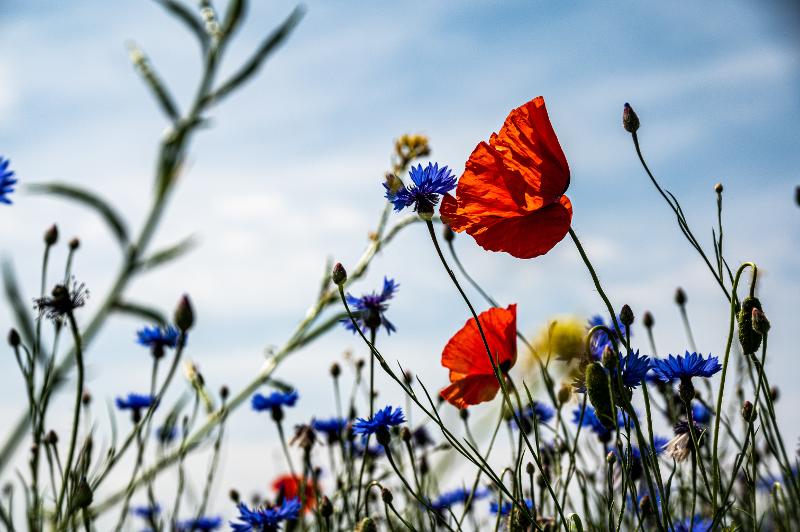 Legge sul ripristino della natura, di cosa si discute al Parlamento europeo?