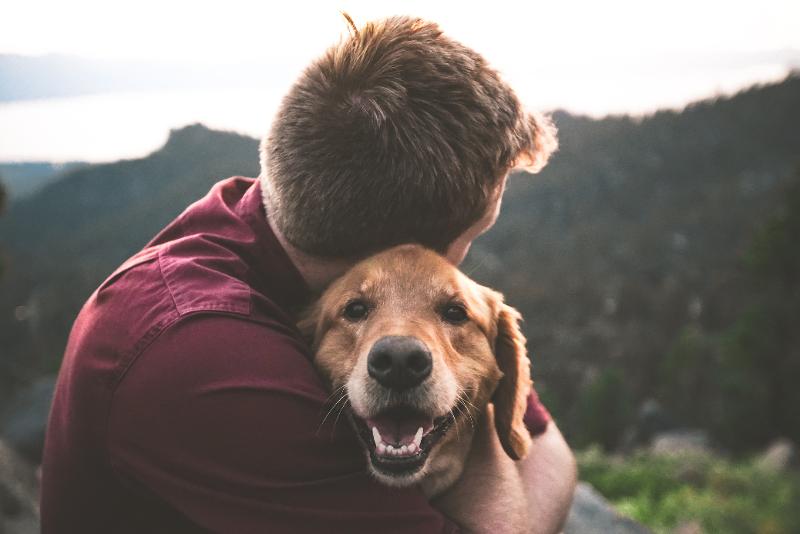 Presto online un sito per segnalare la violenza sugli animali