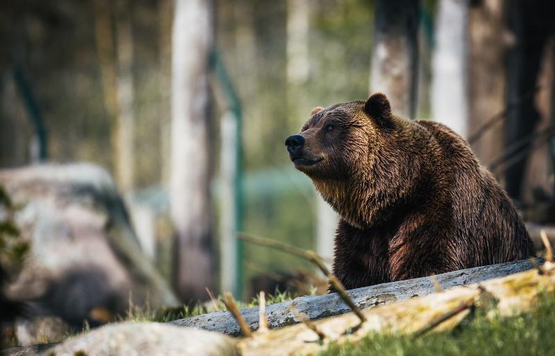 Uccisa l’Orsa Amarena: era il simbolo del Parco Nazionale d’Abruzzo