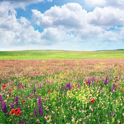 Prato verde o prato con fiori di campo?