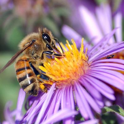 Gli scienziati hanno capito come le api imparano i loro movimenti di danza